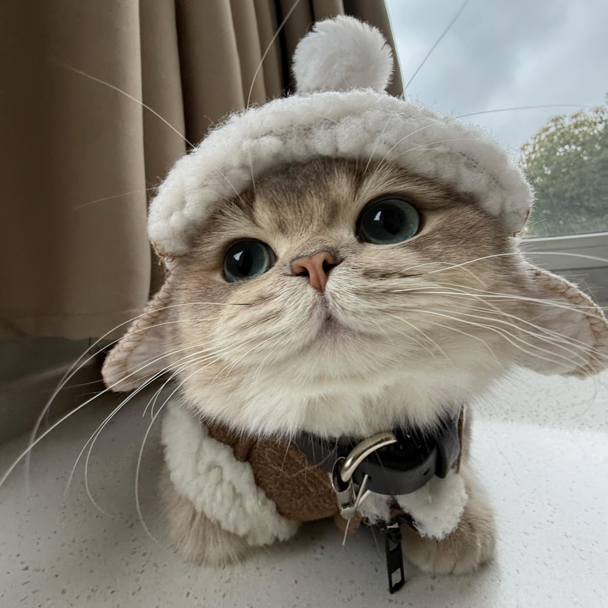 2026玻璃胃猫咪的猫粮推荐：科学护肠，告别软便困扰
