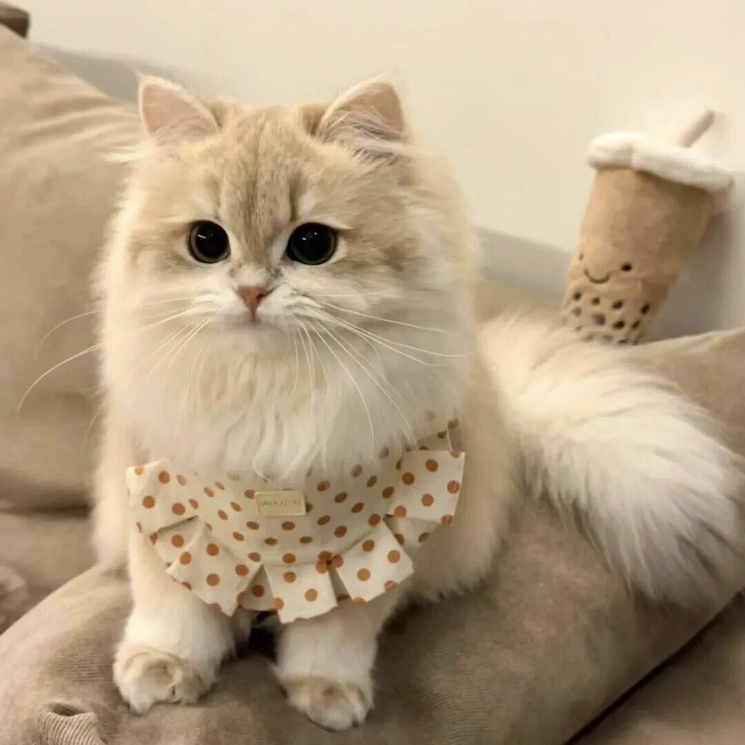 2026养胃猫粮推荐：精准匹配肠胃需求