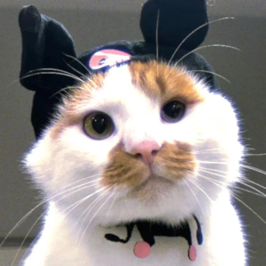 2026养胃猫粮推荐：高性价比之选