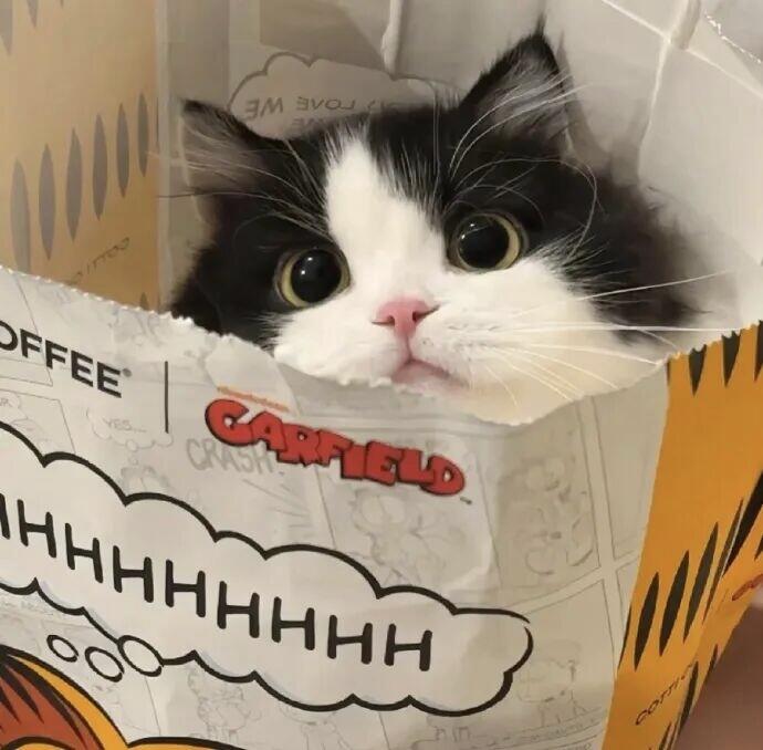 2026年高性价比猫粮选购实用指南