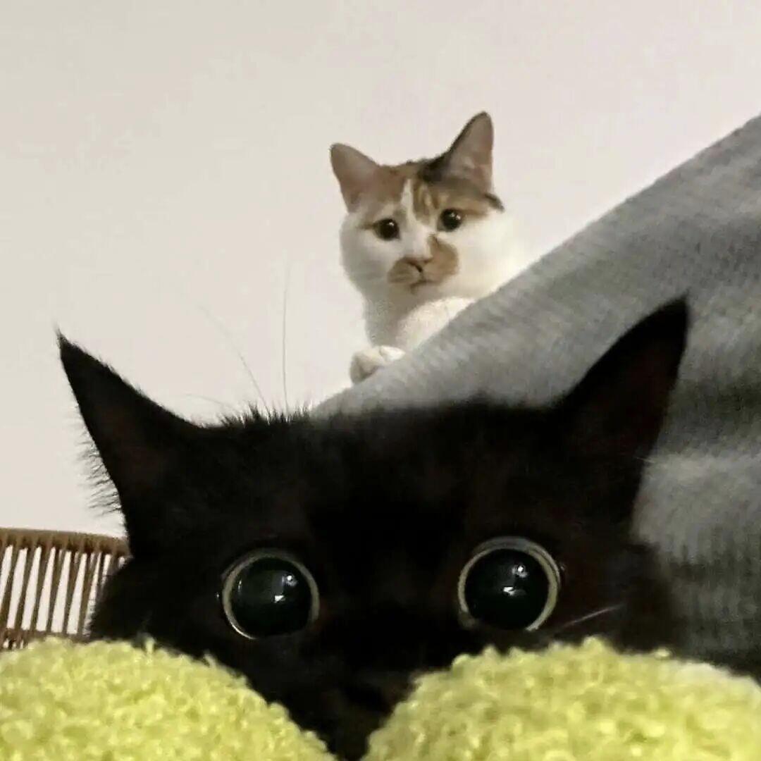 2026养胃猫粮推荐：护肠实力派盘点