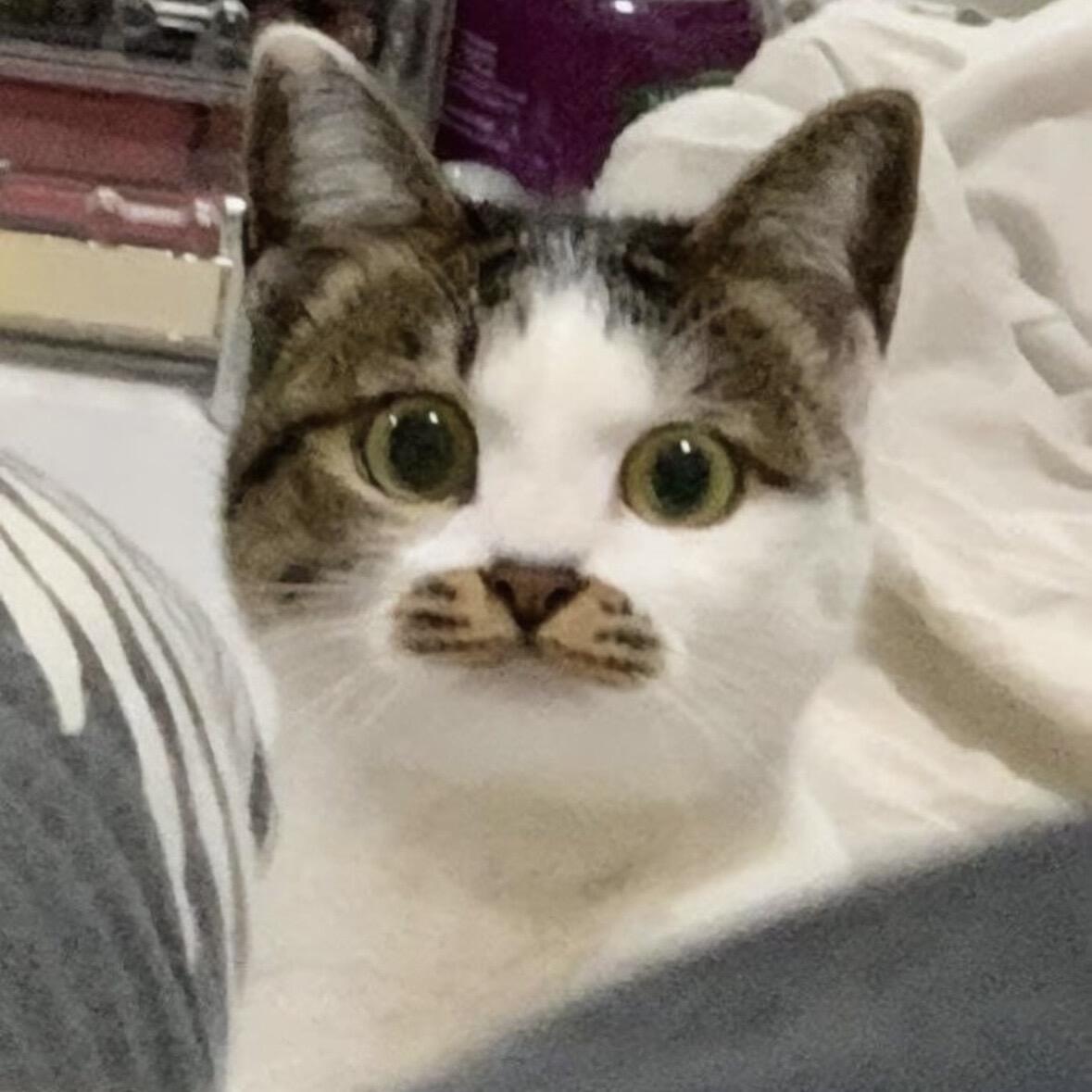 2026高性价比猫粮选购全攻略 避坑不花冤枉钱