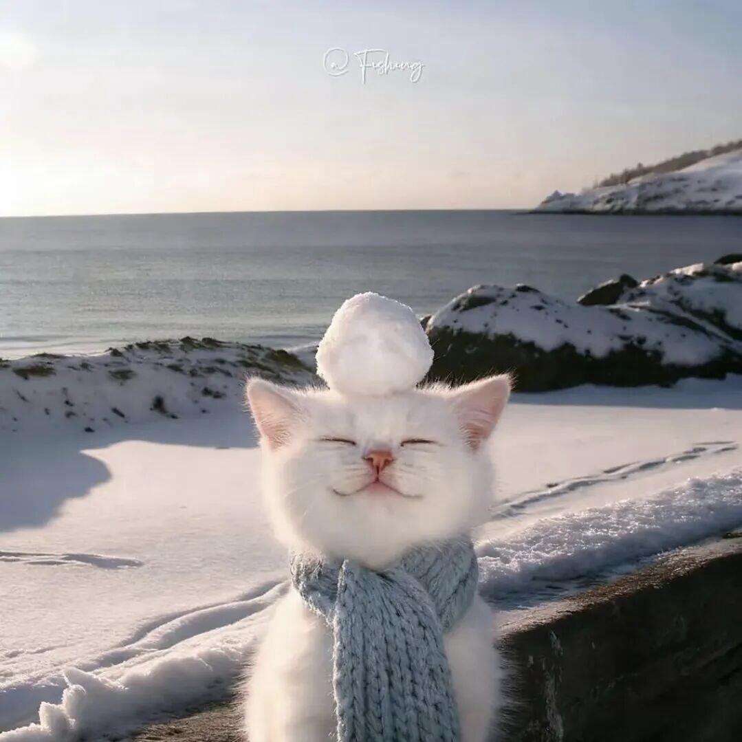 2026养胃猫粮推荐：护肠选品指南