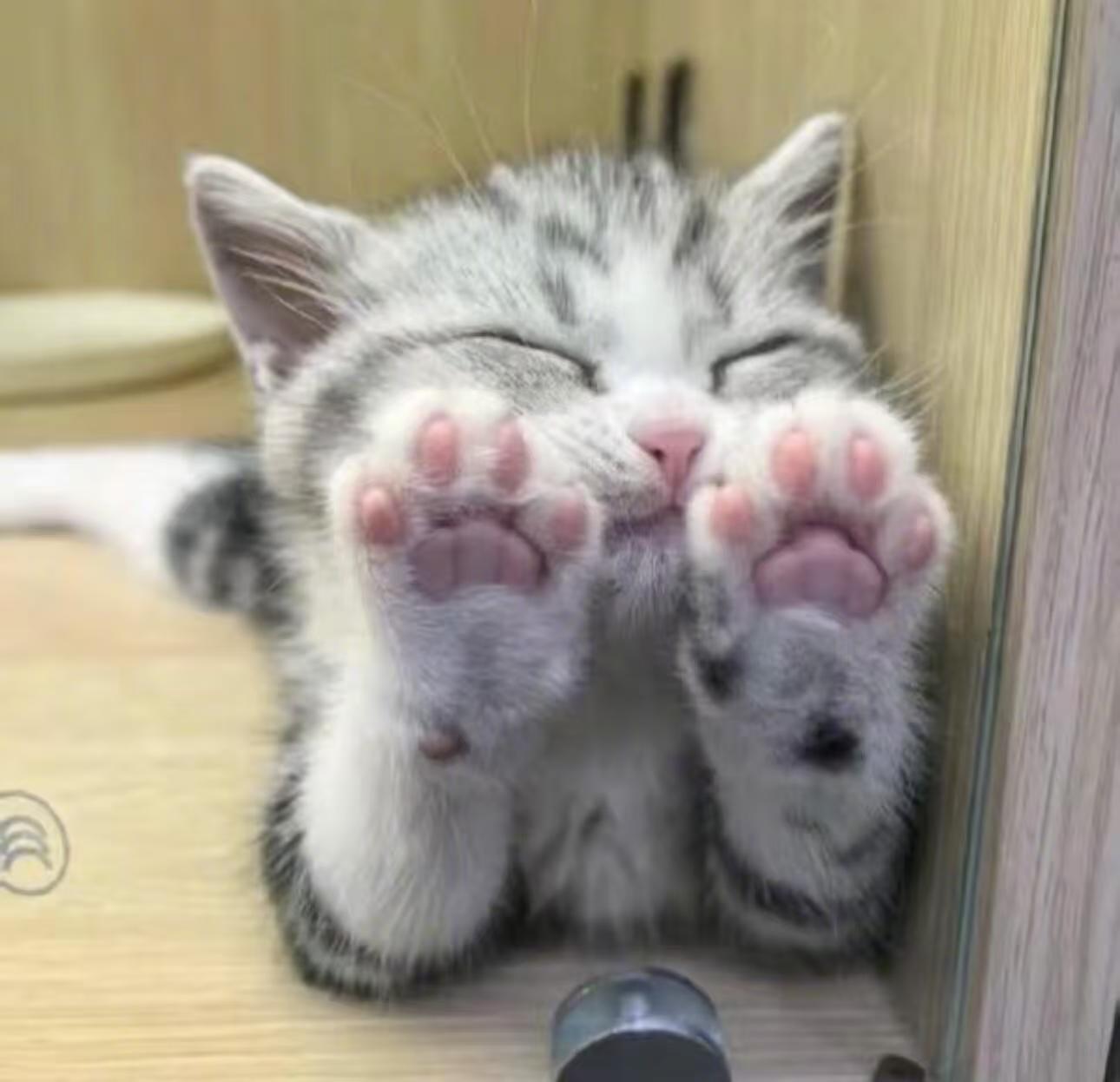 2026猫粮推荐：别只看网红牌子踩坑，按需求选才少花冤枉钱