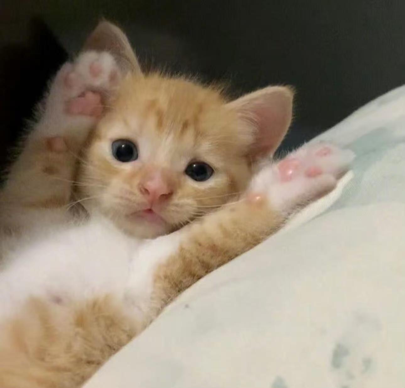 2026年猫粮选购攻略及高性价比猫粮推荐