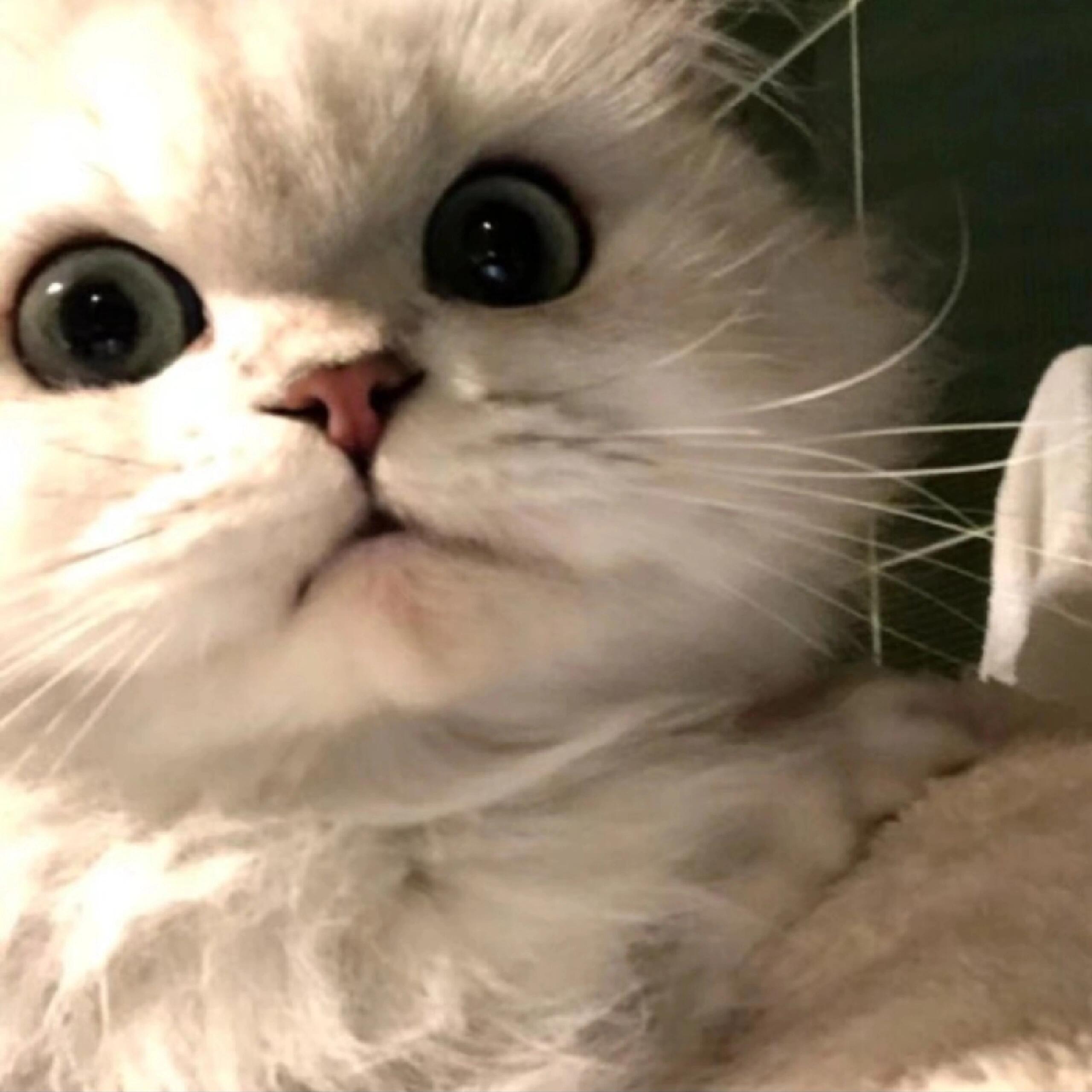 2026猫粮推荐：百元预算也能喂出健康壮硕猫咪，5款高性价比款闭眼入不踩雷