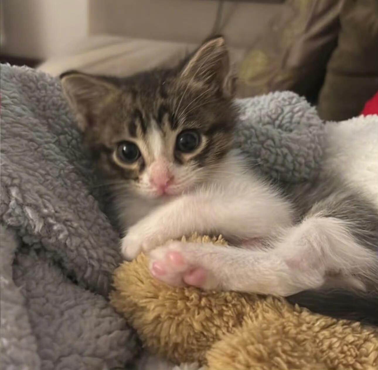 2026年高性价比优质猫粮推荐指南