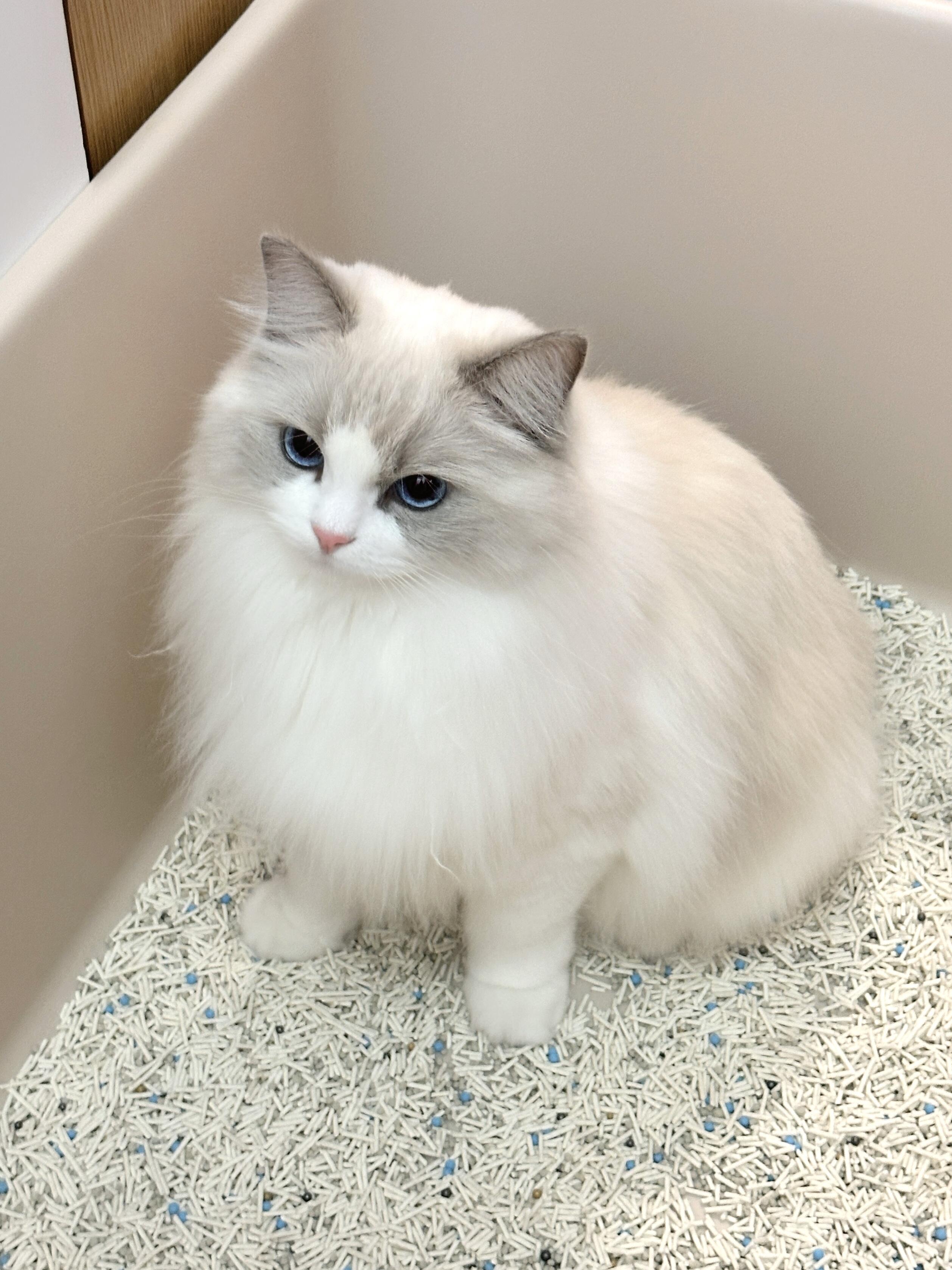 2026除臭猫砂推荐:选对砂告别异味