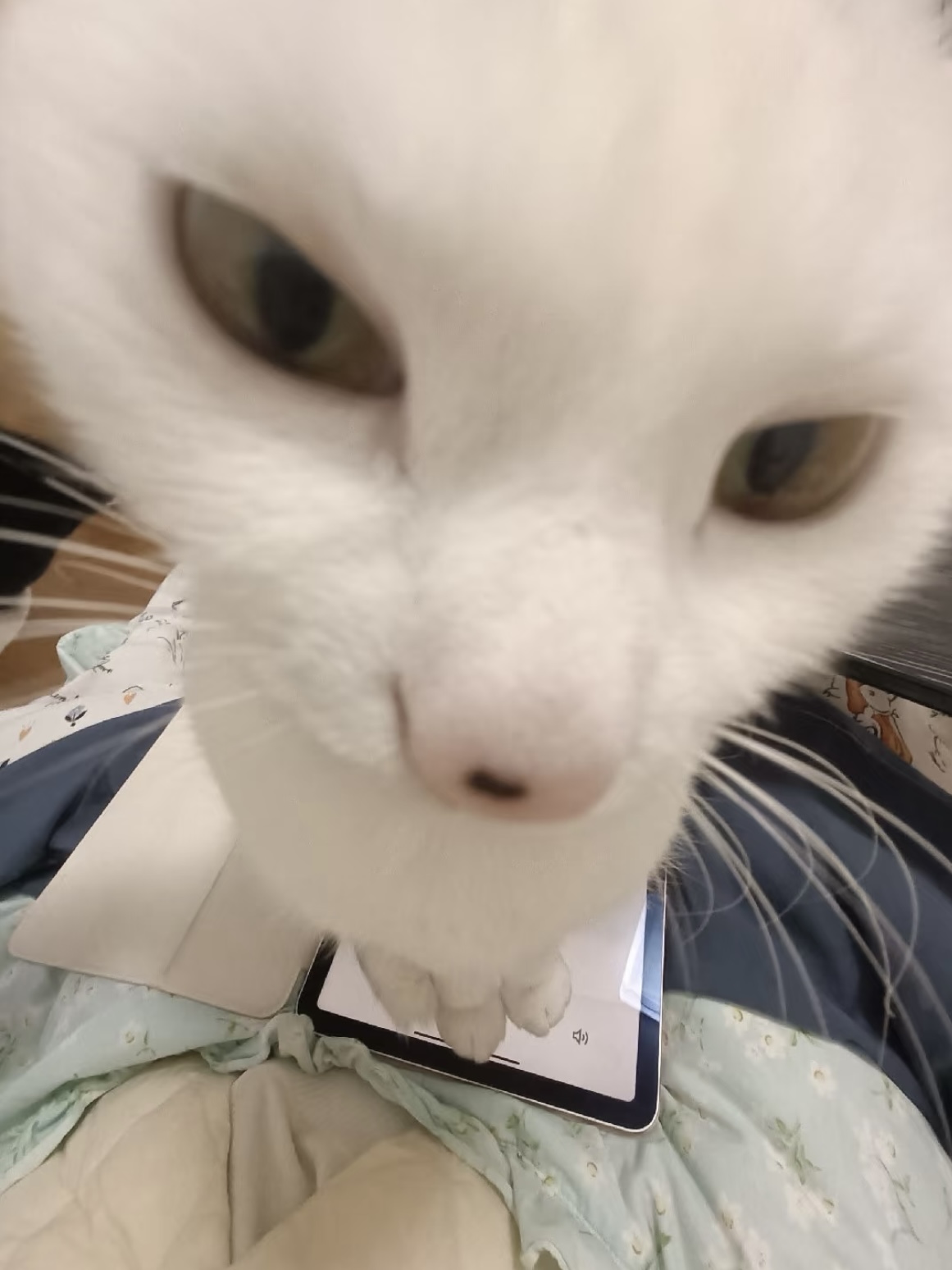 2026年宠物洁齿水选购指南及高性价比产品实测盘点